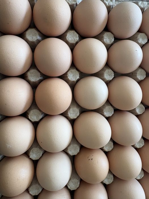 Sprzedam wiejskie jajka