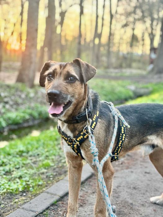 Szukamy domu dla HACHIKO - będzie Twoim najlepsim przyjacielem