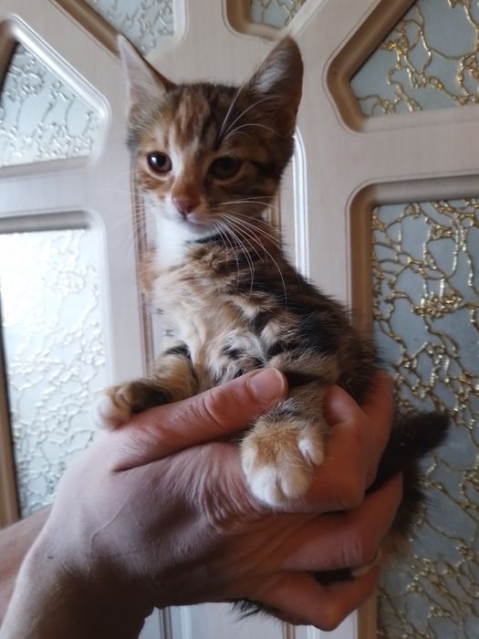 Кошеня Оля з незвичайним окрасом   шукає родину