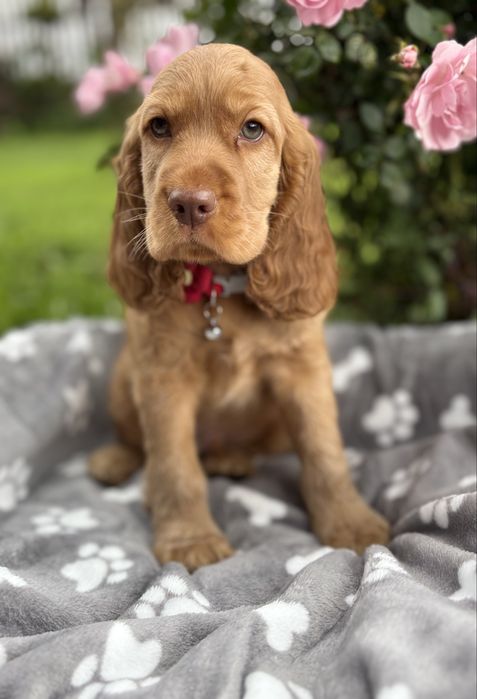 Cocker spaniel angielski gotowy do odbioru