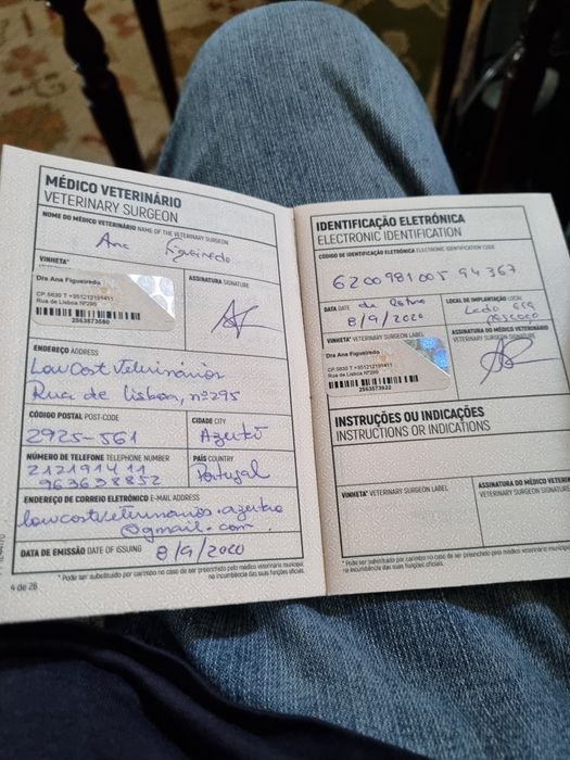 Pastor Alemão  - REX