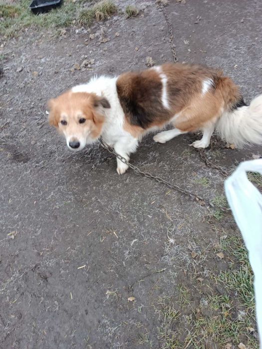 Psy oddam za darmo maltańczyk