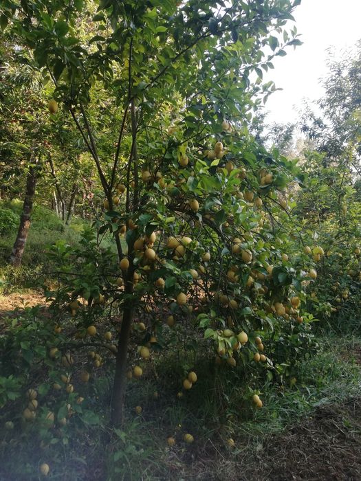 Venda de Limão tenho quantidade aberto a propostas