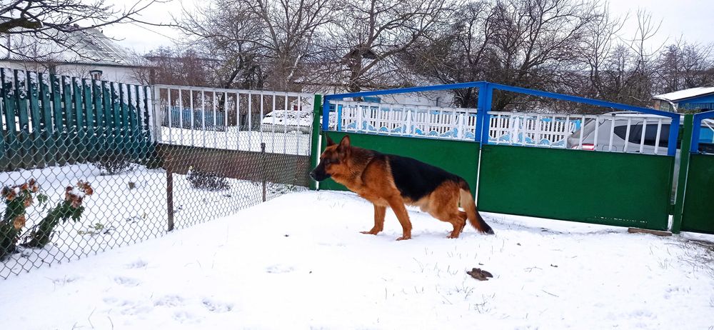 Кабель німецької вівчарки для в'язки