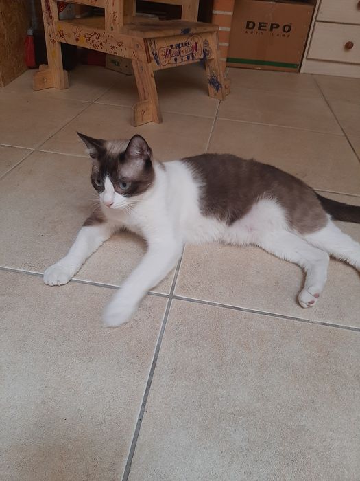Dou gato macho castrado