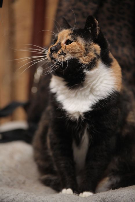 Кошечка Ромашка из приюта бесплатно