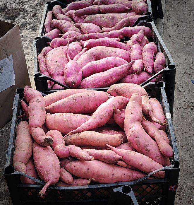 Продается экологически чистый батат