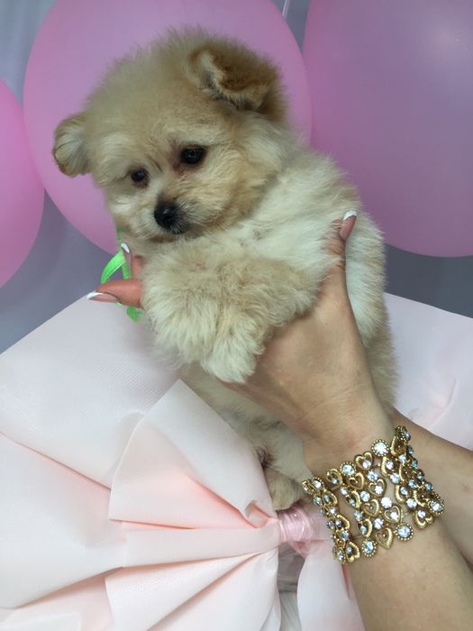 Помапу — Їх хочеться обіймати вічно!