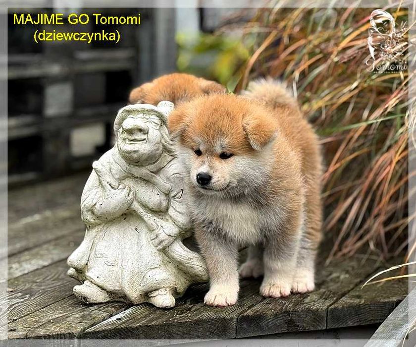 MAJIME GO czerwona dziewczynka-AKITA rodowód FCI i AKIHO