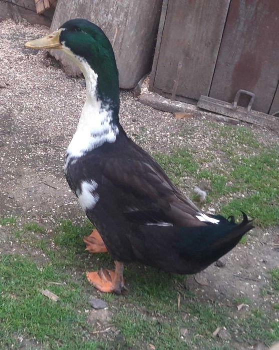 Kaczka dworka - kaczor