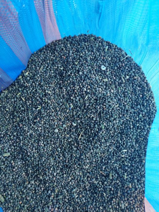 Wyka 2025 czyszczona niedosuszana