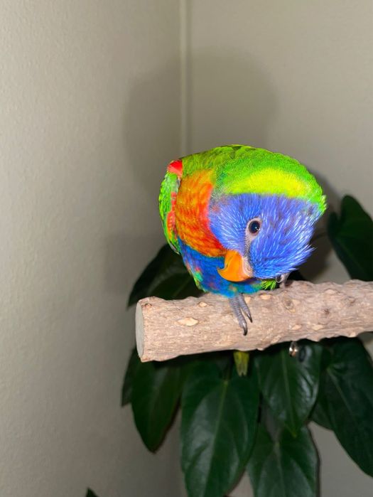 Loris molucano macho  criado a mão