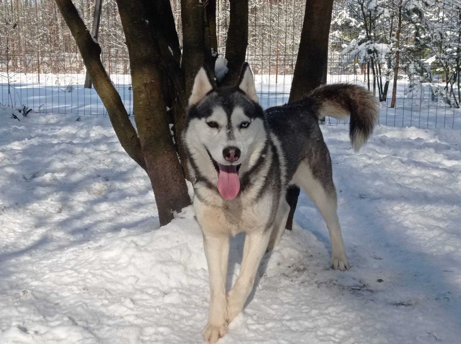 Siberian Husky  dwuletnia sunia