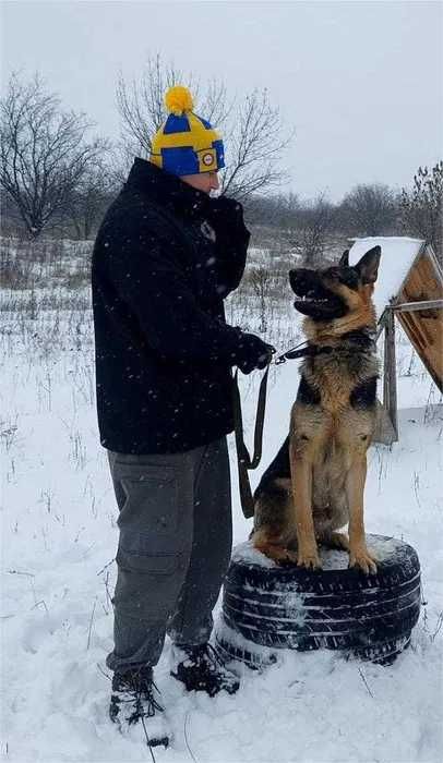 Кінолог. Вигул собак у вашому районі + заняття та перетримка