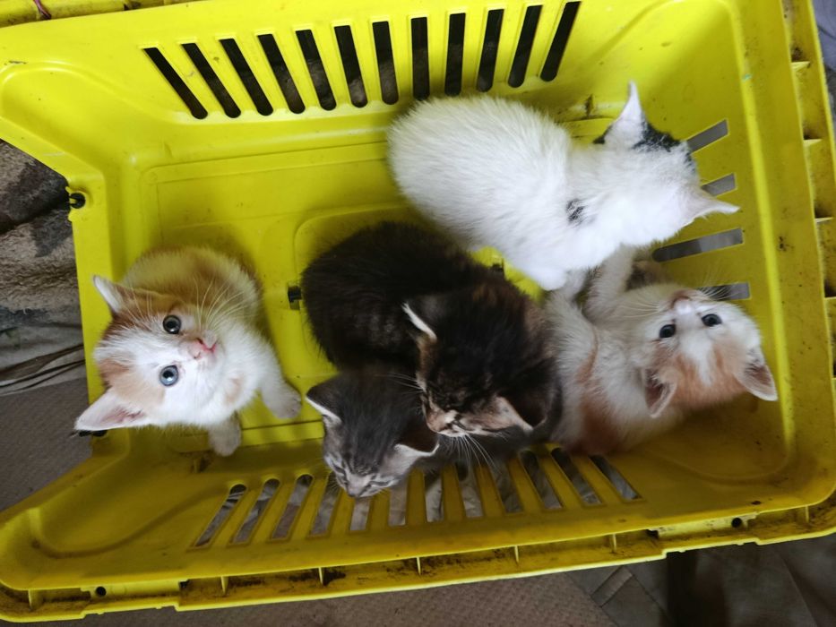 Котята в хорошие руки