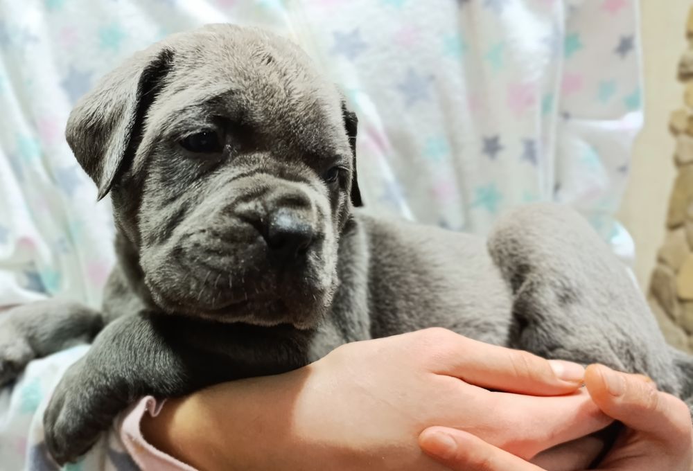 Корси у люблячу родину