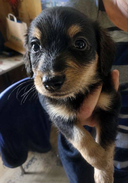 Szczeniaki do adopcji