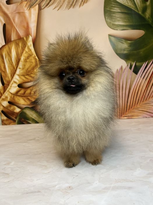 Міні хлопчик померанський шпіц
