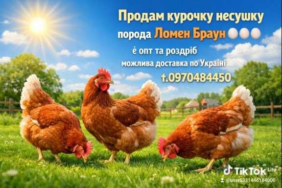 Кури цеплята опт та роздріб