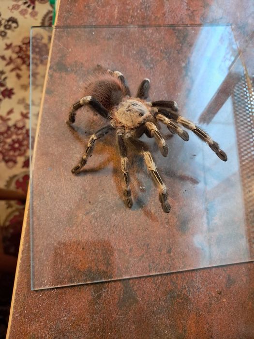 Pająk +terrarium  Nhandu chromatus samica 5,5/6dc