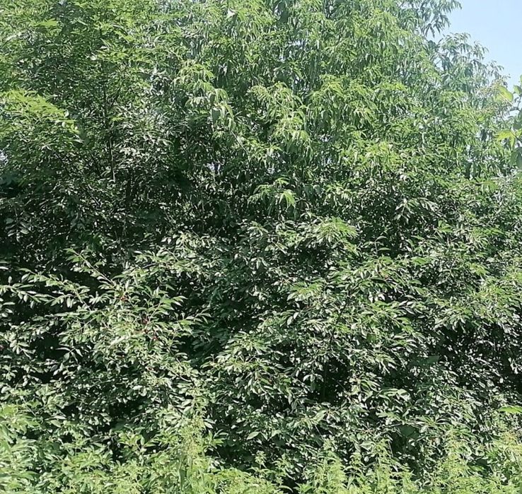 Продам ділянку в селі Гавришівка по вулиці Незалежності(Ленина Леніна)