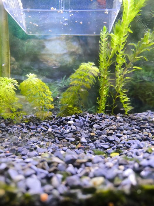 Guppys Bebes Variados