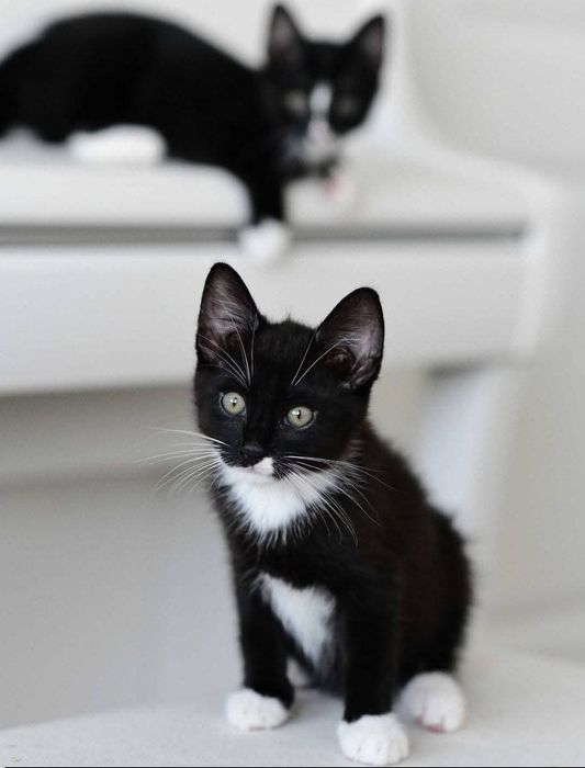 Stella kotka kociak do adopcji pingwinek