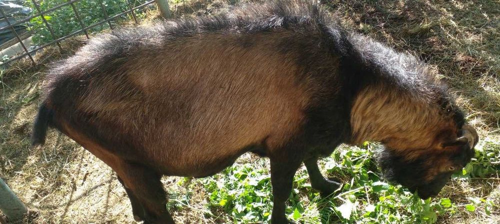 Цап Альпійської породи