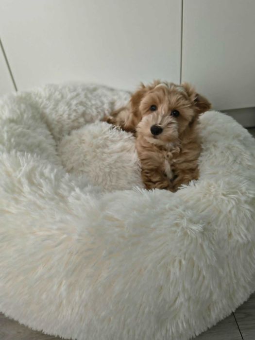 Śliczny piesek maltipoo z rodzinnej kameralnej hodowli