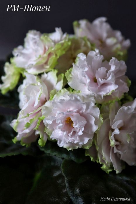 Фиалки детки, стартеры