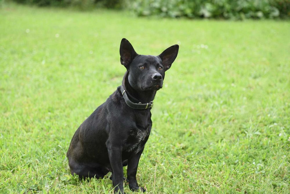 Lupus - młody psiak szuka domu