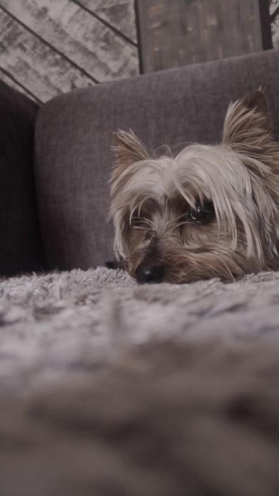 Мінійорк для в'язки