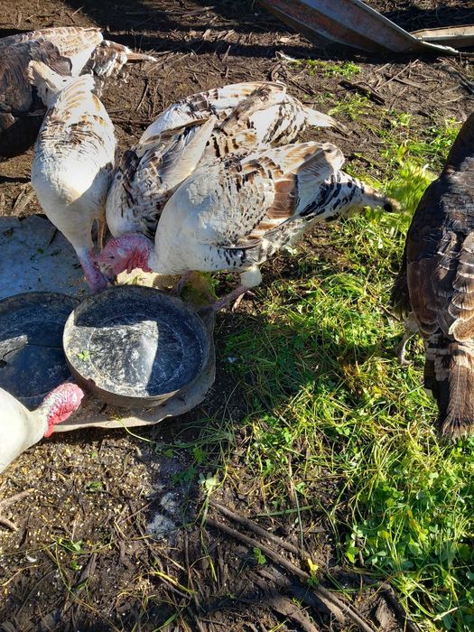 Vendo Perus e Peruas preço na descrição