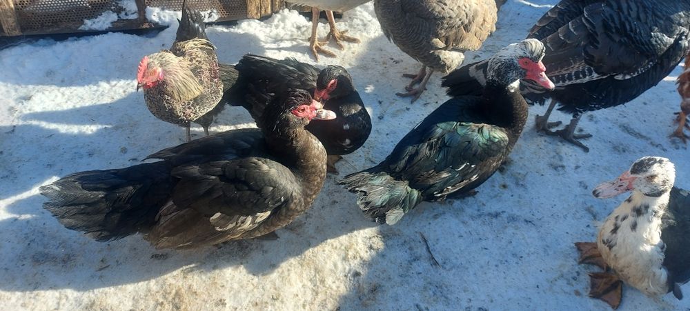 Пухові півники, мускусні качки, качурі