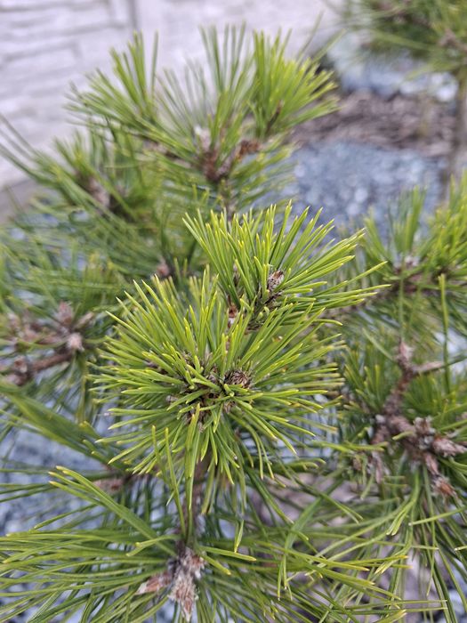 Iglak szczepiony na pniu Pinus Mugo Bambino