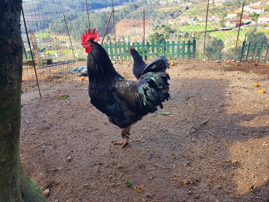 Preta lusitânica