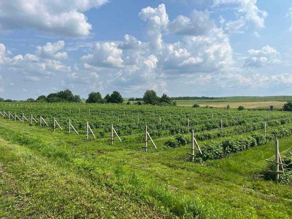 господарський комплекс 9,7 га, ягідно-овочеве підприєство, Львів