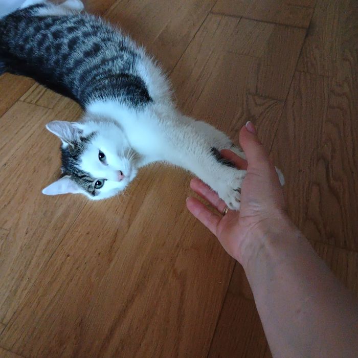 Kotki do adopcji