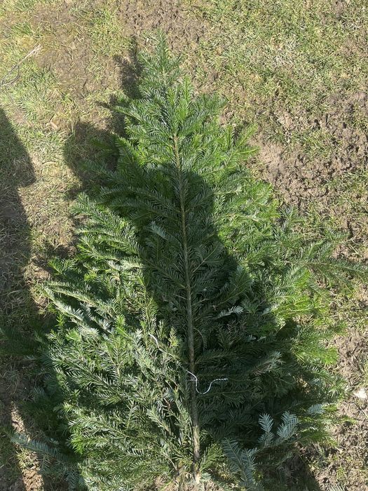 Gałęzie jodłowe !Stroisz jodłowy