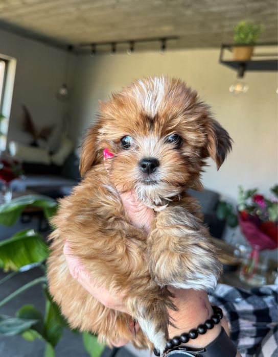 Uroczy piesek Yorkshire Terrier