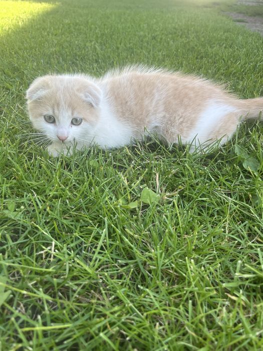 Віддам котика в добрі руки(хлопчик 2м.)