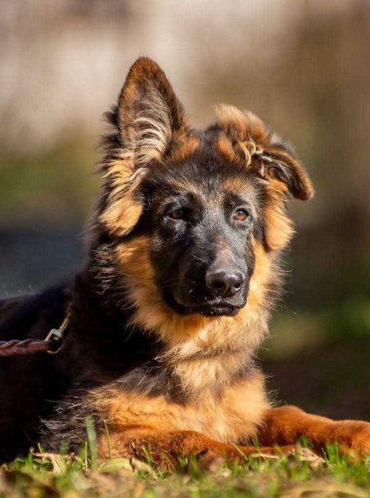 Довгошерстний хлопчик німецької вівчарки.