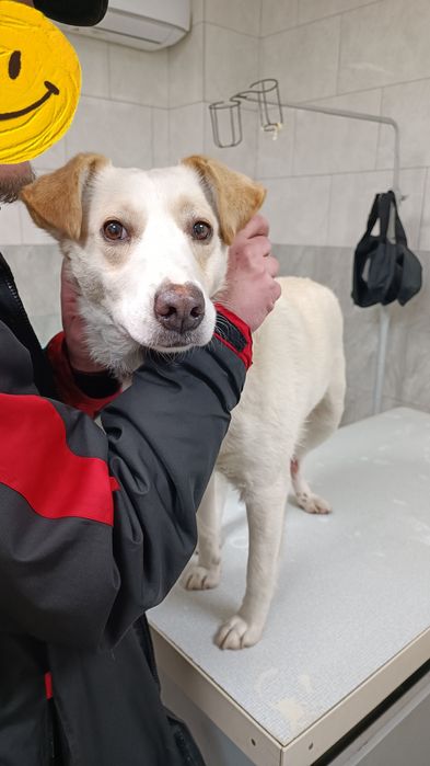 Боня шукає дім ,сімью