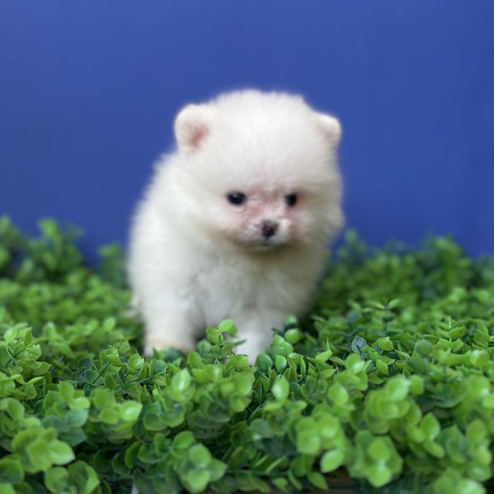 ляльковий ведмедик шоу класса