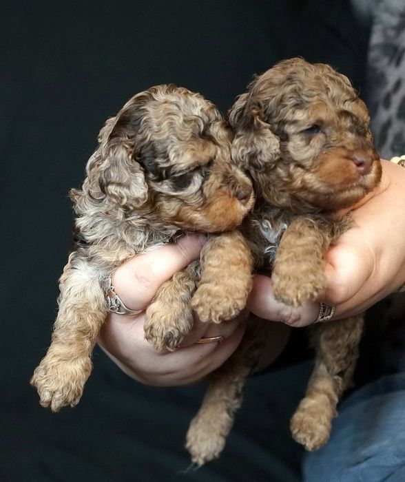 Дівчатка Той Пуделя та Кавалер Кінг Чарльз