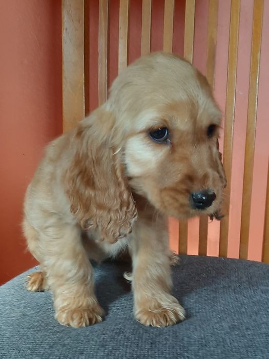 Cocker Spaniel z legalnej hodowli