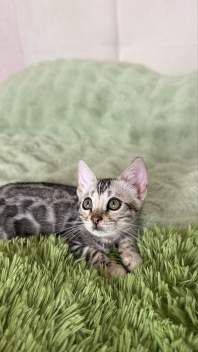 Котенок бенгальской породы