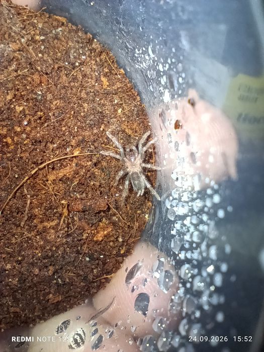Davus Pentaloris