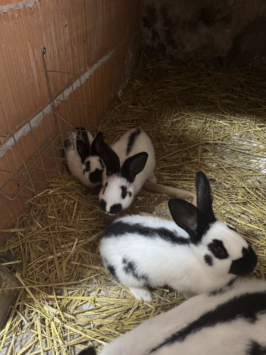 Królik srokacz niemiecki