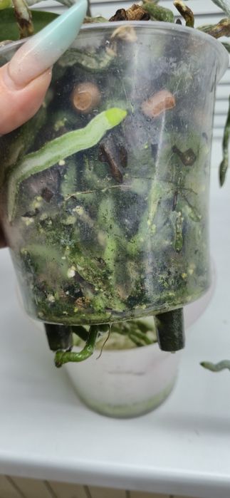 Сортовая орхидея